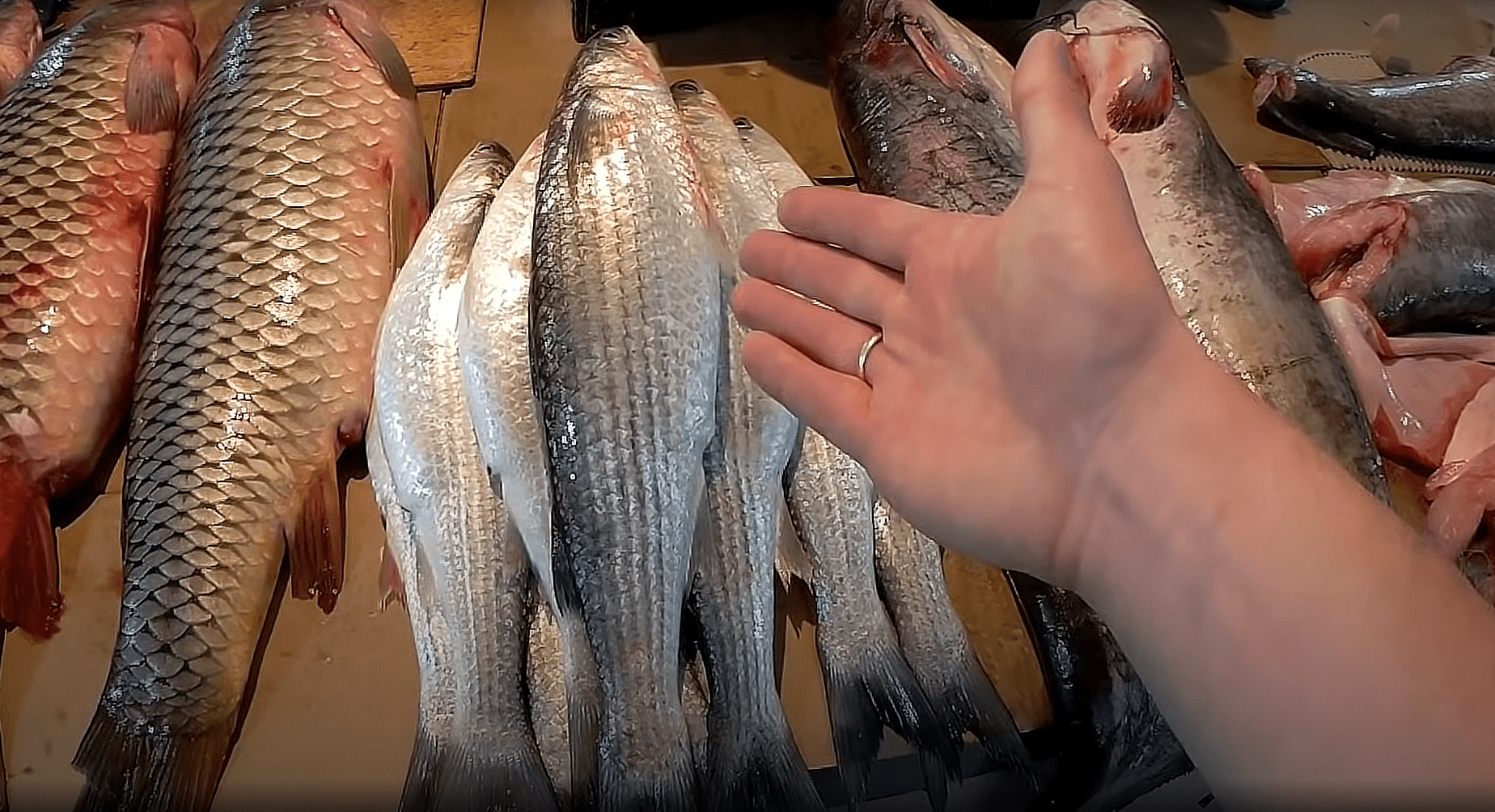 Сезонные блюда: готовим из местных морепродуктов